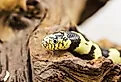 California Kingsnake (Lampropeltis getulus californiae).