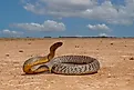 Highly venomous Australian Inland Taipan in natural Western Queensland outback habitat. 