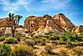 Boulders and Joshua Trees in Joshua Tree National Park, California. Image credit Gary C. Tognoni via Shutterstock