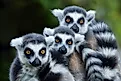 Madagascar is famous for its many lemur species. Image credit: Andrea Izzotti / Shutterstock