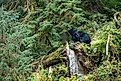 Black Bear in Tongass National Rainforest