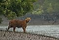 The Sundarbans mangroves of India and Bangladesh is the only mangrove forest known to host a tiger population. Image credit: Soumyajit Nandy/Shutterstock.com