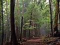 Old Growth at Cook Forest State Park, Pennsylvania.