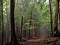 Old Growth at Cook Forest State Park, Pennsylvania.