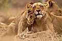 Lion cub and its mother