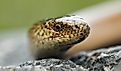 Portrait of eastern slow worm (Anguis colchica).