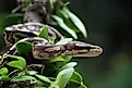 Ball python snake close up on a tree. 