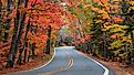 tunnel of trees road