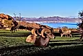 Bighorn sheep laying in grass with Lake Mead in background