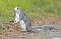View of the endangered Delmarva fox squirrel in the wild.