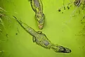 Two adult alligators swimming in green swamp in Moss Point, Mississippi.