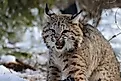 Bobcat snarling in mountain snow Montana.