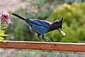 Steller's Jay eating peanut at Vancouver BC Canada