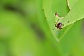 A close up photo of a lone star tick on a green leaf.