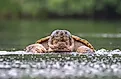 A close up of a snapping turtle emerging from river