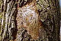 Dead tree due to the ravage of the emerald ash borer.