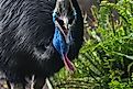A southern cassowary (Casuarius casuarius). Via Shutterstock / Wirestock Creators.