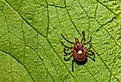Lone Star Tick (Amblyomma americanum) on a green leaf.