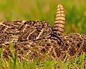Western diamondback rattlesnake (crotalus atrox)