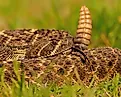 Western Diamondback Rattlesnake Coiled to Strike