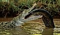 A Saltwater Crocodile eating a fish. Image used under license from Shutterstock.com.