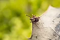 Close-up of American dog tick or wood tick 