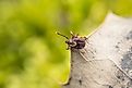 Close-up of American dog tick or wood tick