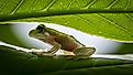 A close-up shot of a small, translucent glass frog resting on a leaf, with the sun shining through the leaves.