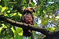 A kakapo (Strigops habroptilus)