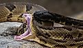 A timber rattlesnake exposes its fangs.