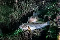 The Round Goby is an invasive species that has been accidentally introduced to numerous areas.