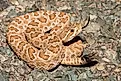 Prairie Rattlesnake (Crotalus viridis)