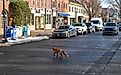 he red fox Vulpes vulpes, animal running through city streets in winter, New Jersey, US. Editorial credit: Sergey Demo SVDPhoto / Shutterstock.com