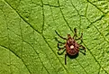 A close up of a Lone Star Tick (Amblyomma americanum) on a green leaf.