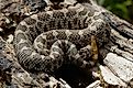 Juvenile Eastern Massasauga Rattlesnake coiled on a log.