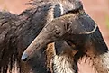A beautiful Giant Anteater. 