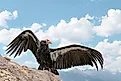 California condor bird on a rock with wings spread against blue sky
