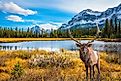 Tourists don't just travel to Canada for the moose and the mountains. 