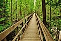 Bridge walkway in Voyageurs National Park