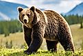Grizzly or North American brown bear (Ursus arctos horribilis), walking in grass meadow with blurred mountainous and sky.