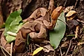 Juvenile copperhead snake