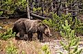 Grizzly bear walking through forest