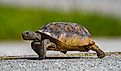 Wild adult gopher tortoise.