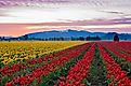 Skagit Valley tulip fields near Mount Vernon, Washington.