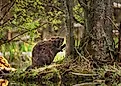 A beaver in the forest eating. 