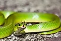 A smooth green snake flicking its tongue to the air.