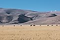 Yaks grazing in the Tibetan Plateau.