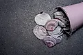 Clam shells spilling out of a metal bucket
