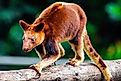 As the name suggests, the tree kangaroo is an arboreal marsupial. 