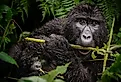Mountain Gorilla (Gorilla beringei beringei) in the wild. 
